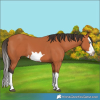 Horse Color:Bay Splash Frame