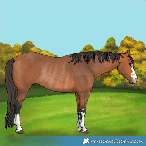 Horse Color:Bay Rabicano 