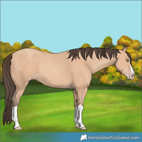 Horse Color:Amber Champagne Splash 