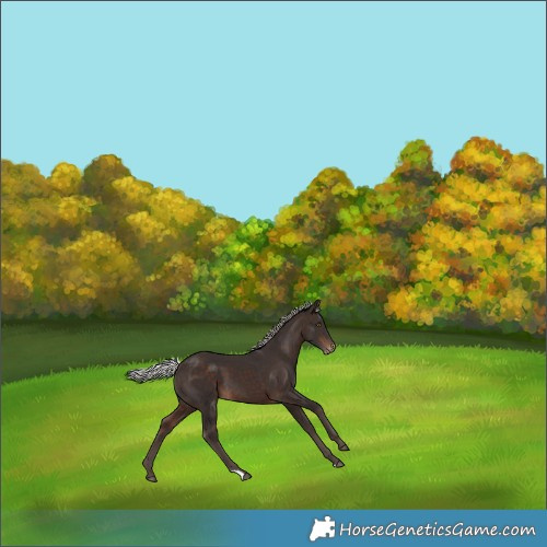 Horse Color:Silver Brown Skewed LP Spotted