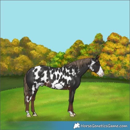Horse Color:Liver Chestnut Frame Skewed LP Spotted Rabicano 