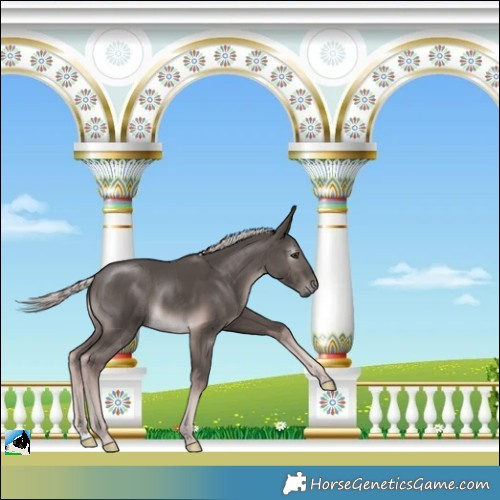 Horse Color:Gray Platinum Chocolate Palomino Rabicano