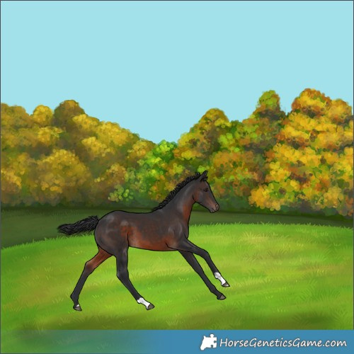 Horse Color:Brown 