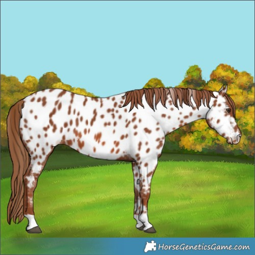 Horse Color:Chestnut Near Leopard 
