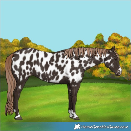 Horse Color:Liver Chestnut Near Leopard