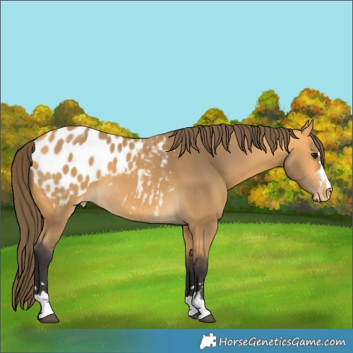 Horse Color:Buckskin Blanket 
