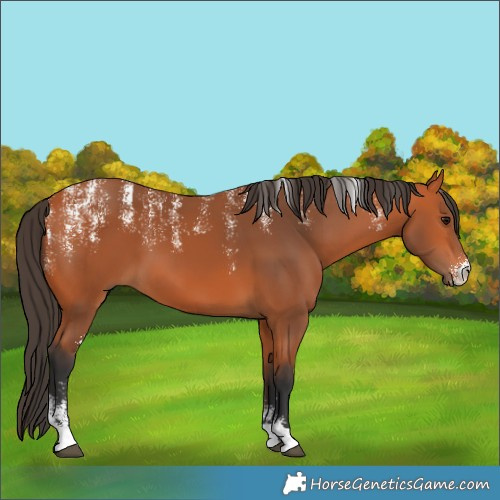 Horse Color:Powder White Bay