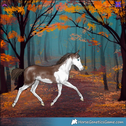 Horse Color:Liver Chestnut Splash
