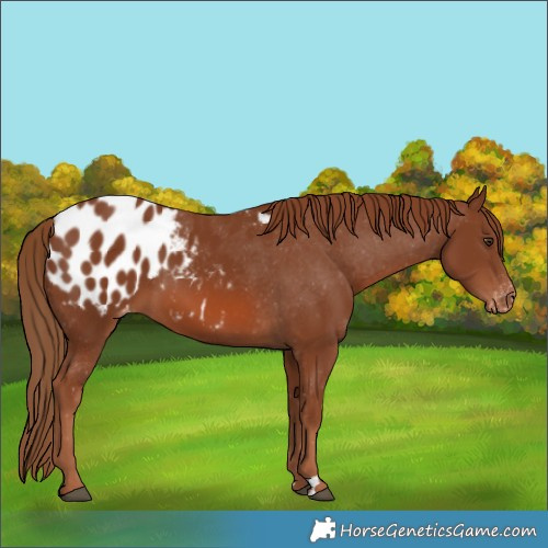 Horse Color:Chestnut Blanket