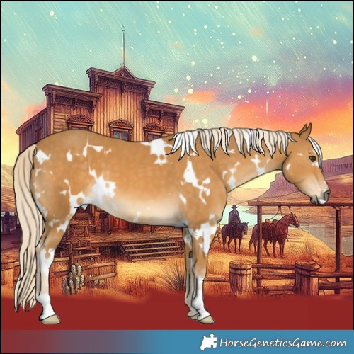 Horse Color:White Spotted Palomino 
