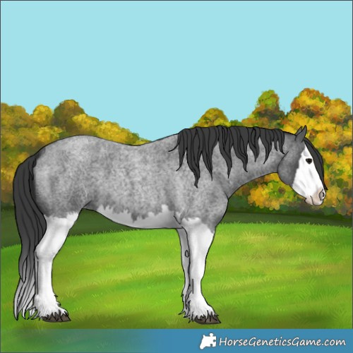 Horse Color:Blue Roan Splash