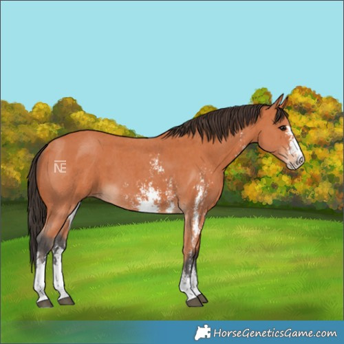 Horse Color:Bay Sabino