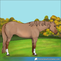 Horse Color:Red Dun 