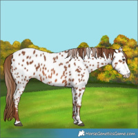 Horse Color:Chestnut Near Leopard 