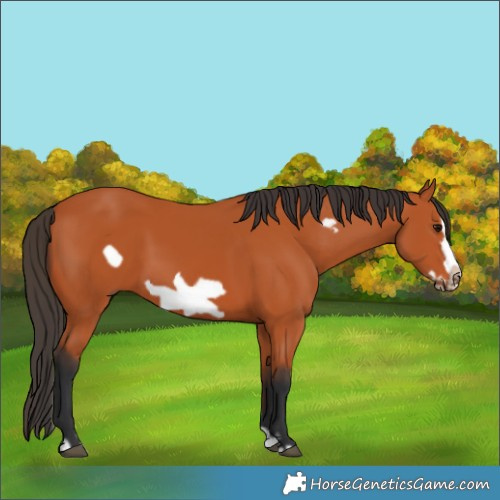 Horse Color:Bay Splash Frame 