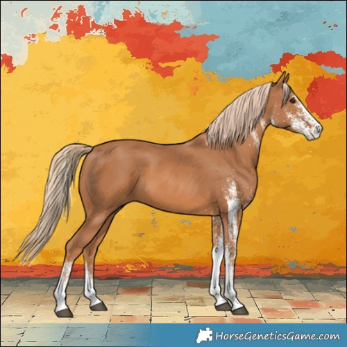 Horse Color:White Spotted Chestnut