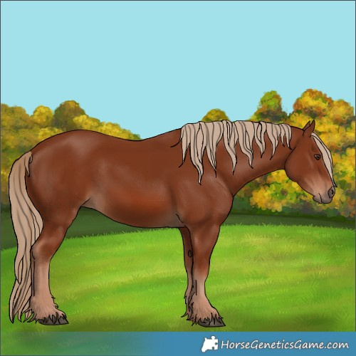 Horse Color:Unknown