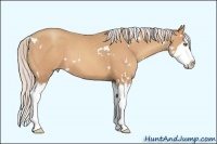 Horse Color:White Spotted Silver Amber Champagne Splash 