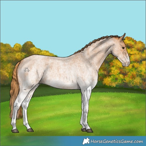 Horse Color:White Spotted Red Roan