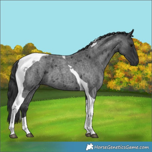 Horse Color:Blue Roan Tobiano