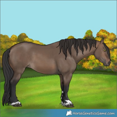 Horse Color:Brown Dun 