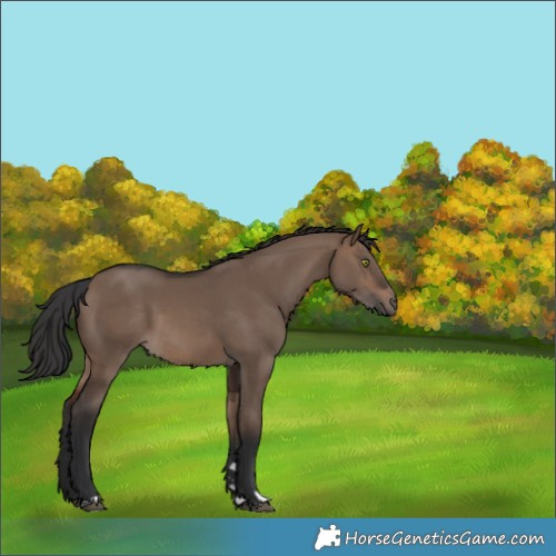 Horse Color:Brown Dun 
