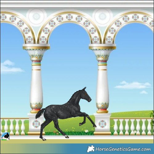 Horse Color:Black Snowflake VarnishRabicano