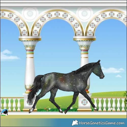 Horse Color:Black Snowflake VarnishRabicano