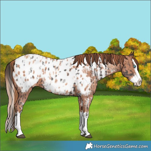 Horse Color:Liver Chestnut Sabino Splash Near Leopard  and Gold Champagne Sabino Splash Near Leopard 