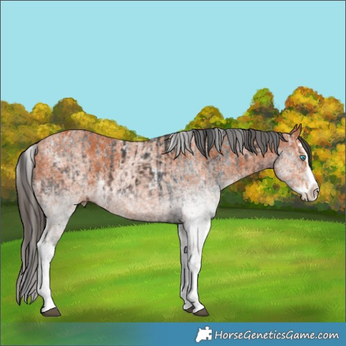Horse Color:White Spotted Bay Splash and White Spotted Bay Splash