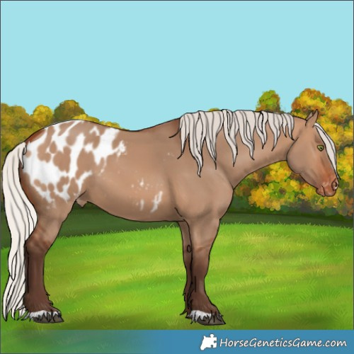 Horse Color:Silver Brown Dun Blanket 