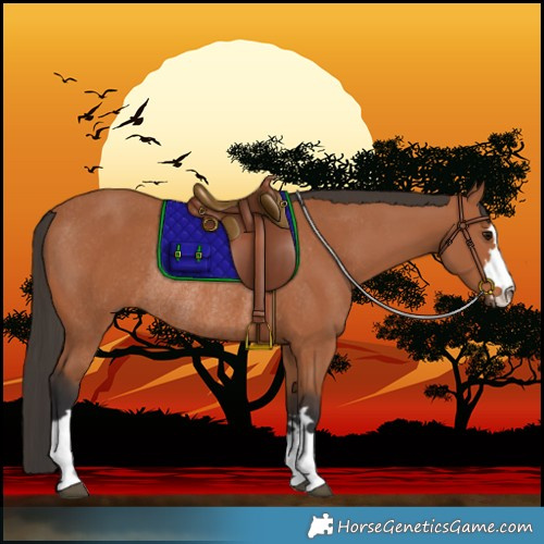 Horse Color:Bay Rabicano 