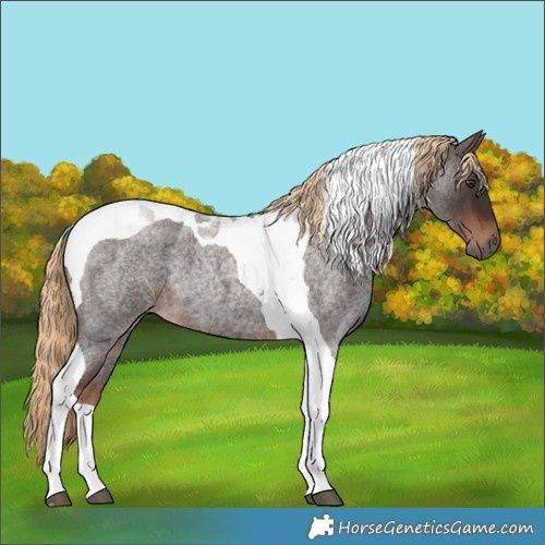 Horse Color:Liver Red Roan Tobiano 