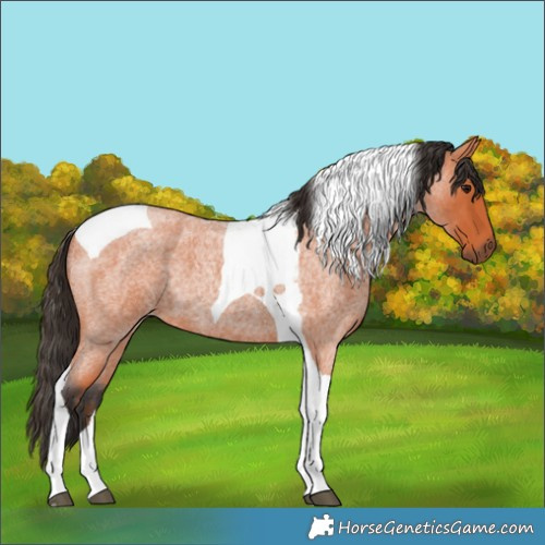 Horse Color:Bay Roan Tobiano 