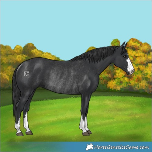Horse Color:Black Rabicano 