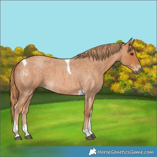 Horse Color:Red Roan Tobiano 