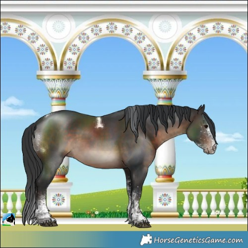 Horse Color:White Spotted Brown Tobiano