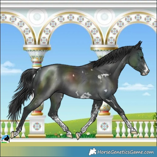 Horse Color:White Spotted Black 
