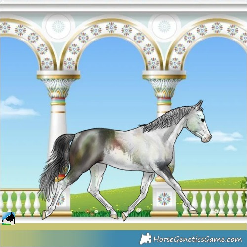 Horse Color:White Spotted Brown Splash Rabicano