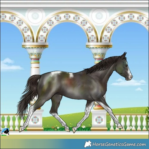 Horse Color:Liver Chestnut Splash Tobiano Rabicano