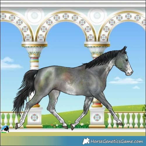 Horse Color:White Spotted Black