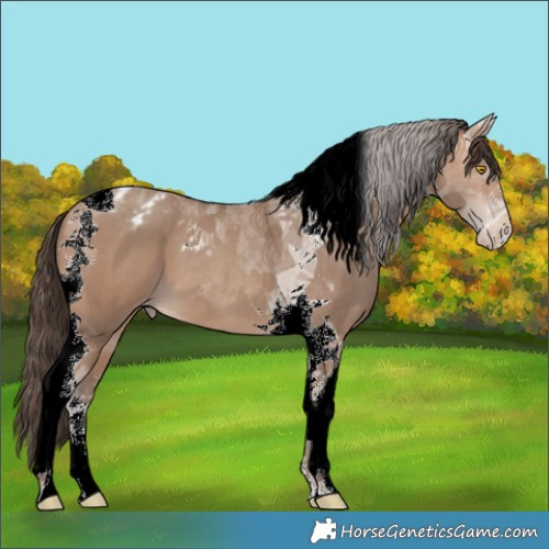 Horse Color:Sable Champagne Tobiano Blanket