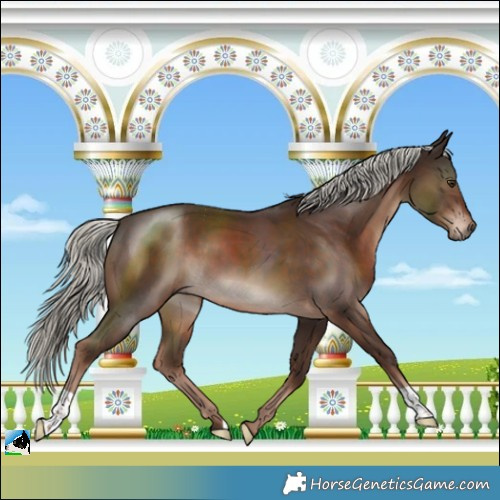 Horse Color:Liver Chestnut Mushroom 