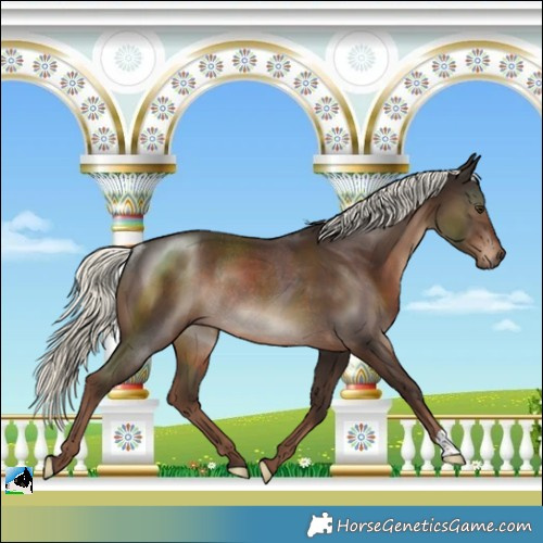 Horse Color:Liver Chestnut Mushroom Rabicano 