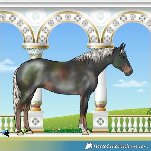 Horse Color:Liver Chestnut Mushroom