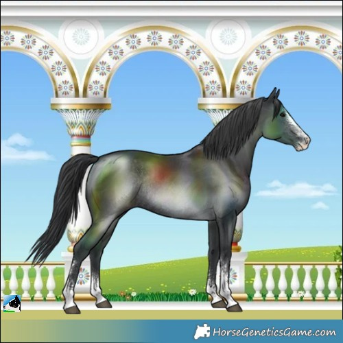 Horse Color:Black Sabino Rabicano 