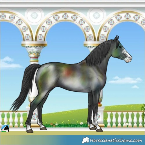 Horse Color:Black Mushroom Sabino