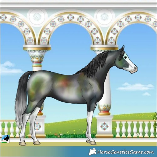Horse Color:Black Splash 