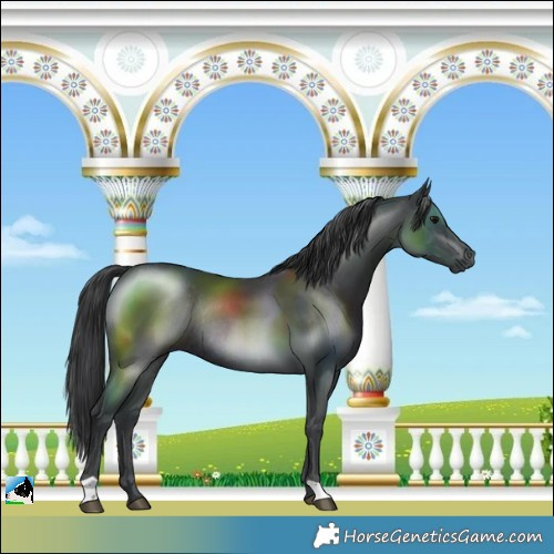 Horse Color:Black Mushroom Rabicano