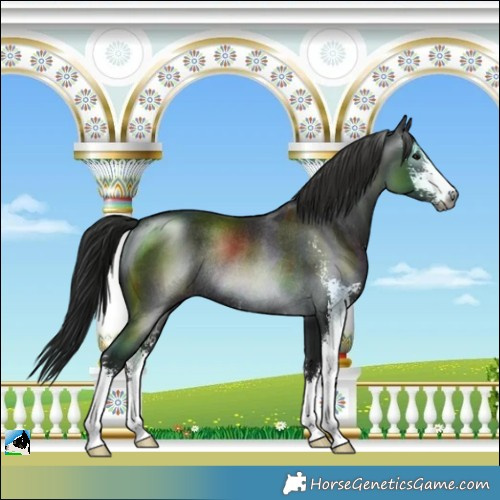 Horse Color:Gray Black Mushroom Sabino Rabicano 